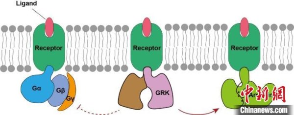 kaiyun官方网站包括神经传递、免疫调度、代谢调度等-开云(中国)Kaiyun·官方网站-科技股份